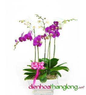 Orchid 001