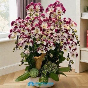 Best orchid shop in saigon