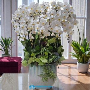 Buy phalaenopsis orchid in saigon vietnam