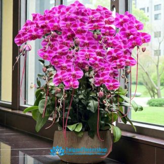 Moth orchid vietnam