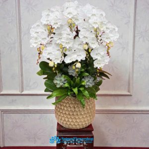 Orchid delivery saigon