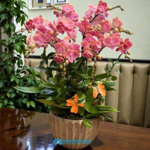 Orchid gift delivery saigon