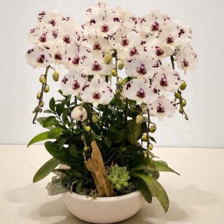 Orchid plant gift vietnam