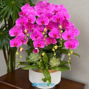 Order orchid online saigon