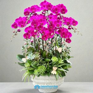 Phalaenopsis orchid delivery ho chi minh