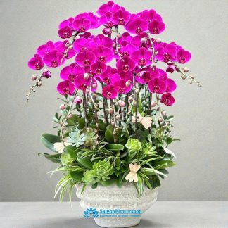 phalaenopsis orchid delivery ho chi minh