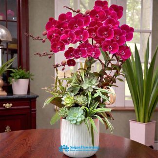 Phalaenopsis orchid saigon