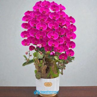 Purple phalaenopsis orchid ho chi minh