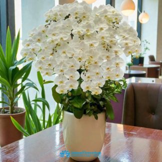 White phalaenopsis orchid saigon